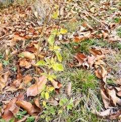Origanum vulgare (Oregano) at Mount Taylor - 4 Jun 2024 by HarleyB