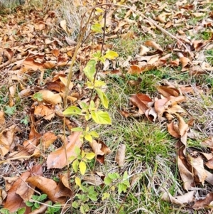 Origanum vulgare at Mount Taylor - 4 Jun 2024
