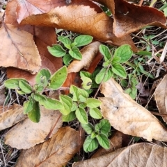 Origanum vulgare at Mount Taylor - 4 Jun 2024