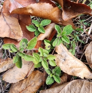 Origanum vulgare at Mount Taylor - 4 Jun 2024 12:36 PM