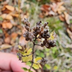 Origanum vulgare at Mount Taylor - 4 Jun 2024 12:36 PM