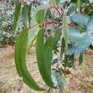 Eucalyptus globulus subsp. bicostata at Mount Taylor - 4 Jun 2024 12:34 PM