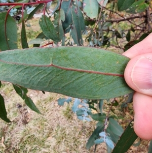 Eucalyptus globulus subsp. bicostata at Mount Taylor - 4 Jun 2024 12:34 PM