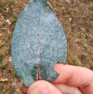 Eucalyptus globulus subsp. bicostata at Mount Taylor - 4 Jun 2024 12:34 PM