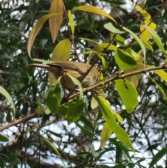 Acanthiza pusilla (Brown Thornbill) at Tathra, NSW - 4 Jun 2024 by MattYoung