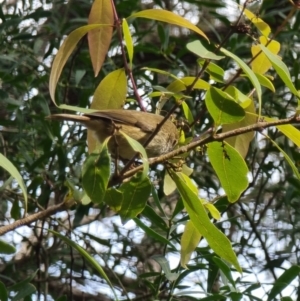 Acanthiza pusilla at Bournda National Park - 4 Jun 2024