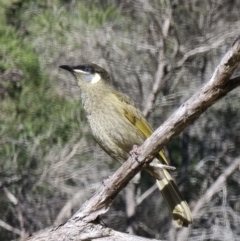 Meliphaga lewinii (Lewin's Honeyeater) at Tathra, NSW - 4 Jun 2024 by MattYoung