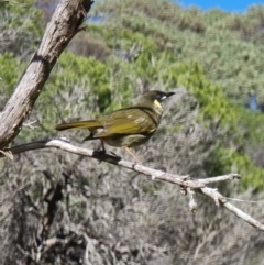 Meliphaga lewinii at Bournda National Park - 4 Jun 2024 11:27 AM