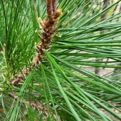 Pinus radiata at Mount Taylor - 4 Jun 2024