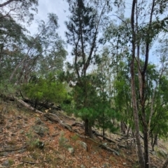 Pinus radiata at Mount Taylor - 4 Jun 2024