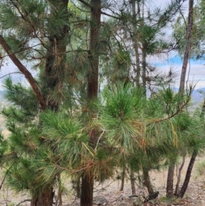 Pinus radiata at Mount Taylor - 4 Jun 2024