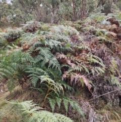 Pteridium esculentum (Bracken) at Torrens, ACT - 4 Jun 2024 by HarleyB