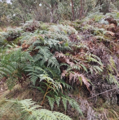 Pteridium esculentum (Bracken) at Torrens, ACT - 4 Jun 2024 by HarleyB