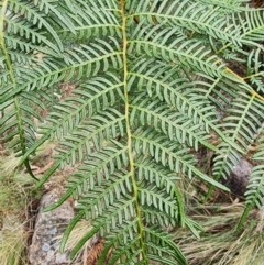 Pteridium esculentum at Mount Taylor - 4 Jun 2024 12:55 PM