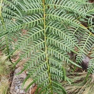 Pteridium esculentum at Mount Taylor - 4 Jun 2024 12:55 PM