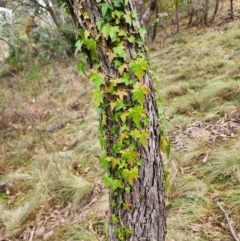 Hedera sp. (helix or hibernica) (Ivy) at Mount Taylor - 4 Jun 2024 by HarleyB