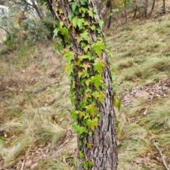 Hedera helix (Ivy) at Torrens, ACT - 4 Jun 2024 by HarleyB