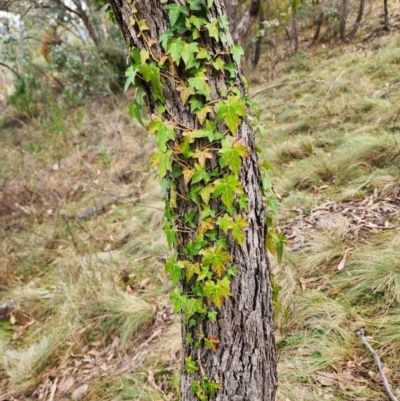 Hedera sp. (helix or hibernica) (Ivy) at Mount Taylor - 4 Jun 2024 by HarleyB
