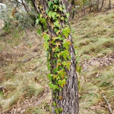 Hedera helix (Ivy) at Mount Taylor - 4 Jun 2024 by HarleyB