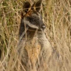 Wallabia bicolor (Swamp Wallaby) at Mulligans Flat - 4 Jun 2024 by Thurstan