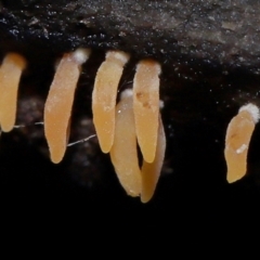 Mucronella sp. at ANBG - 4 Jun 2024 by TimL