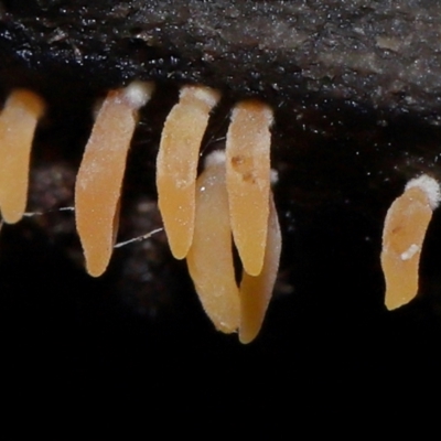 Mucronella sp. at Acton, ACT - 4 Jun 2024 by TimL