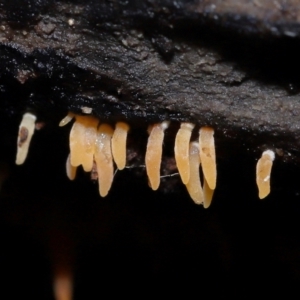 Mucronella sp. at ANBG - 4 Jun 2024