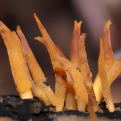 Calocera sp. (A stagshorn fungus) at ANBG - 4 Jun 2024 by TimL