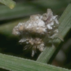 Chrysopidae (family) at WendyM's farm at Freshwater Ck. - 29 May 2024 09:34 PM