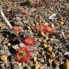 Drosera burmanni (Tropical Sundew) at Bribie Island National Park - 4 Jun 2024 by KazzaC