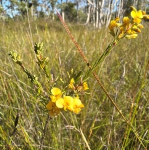 Dillwynia floribunda at Bribie Island National Park - 4 Jun 2024