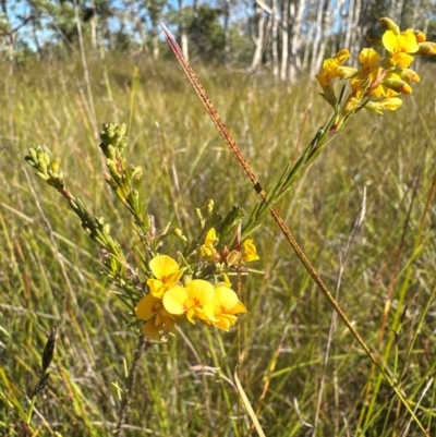 Dillwynia floribunda (Flowery Parrot-pea, Showy Parrot-pea) at Bribie Island National Park - 4 Jun 2024 by KazzaC