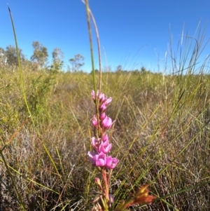 Boronia falcifolia at Bribie Island National Park - 4 Jun 2024 01:21 PM