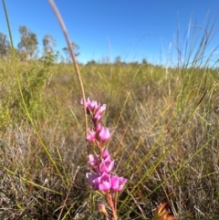 Boronia falcifolia at Bribie Island National Park - 4 Jun 2024 01:21 PM
