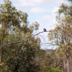 Artamus minor (Little Woodswallow) at Petermann, NT - 10 May 2024 by Darcy