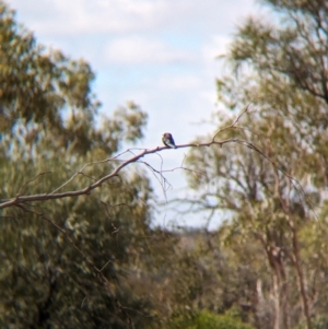 Artamus minor at Uluru-Kata Tjuta - 10 May 2024