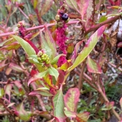 Phytolacca octandra (Inkweed) at Kenny, ACT - 4 Jun 2024 by SteveBorkowskis