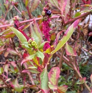 Phytolacca octandra at Mount Majura - 4 Jun 2024 01:04 PM