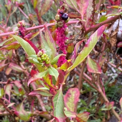 Phytolacca octandra (Inkweed) at Mount Majura - 4 Jun 2024 by SteveBorkowskis