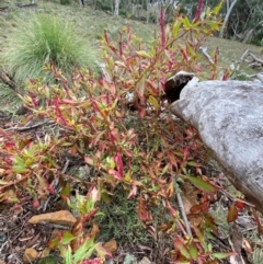 Phytolacca octandra at Mount Majura - 4 Jun 2024