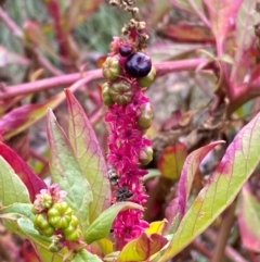 Phytolacca octandra at Mount Majura - 4 Jun 2024 01:04 PM