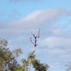 Todiramphus pyrrhopygius (Red-backed Kingfisher) at Petermann, NT - 10 May 2024 by Darcy