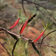 Lysiana exocarpi subsp. exocarpi (Harlequin Mistletoe) at Uluru-Kata Tjuta - 10 May 2024 by Darcy