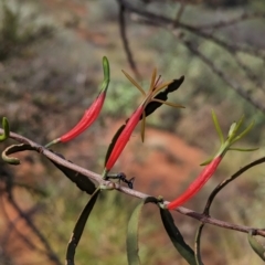 Lysiana exocarpi subsp. exocarpi at Uluru-Kata Tjuta - 10 May 2024