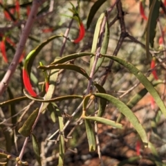 Lysiana exocarpi subsp. exocarpi at Uluru-Kata Tjuta - 10 May 2024 10:34 AM