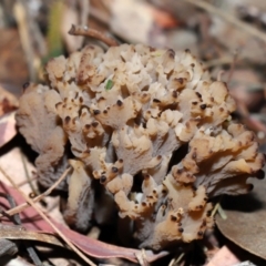 Clavulina vinaceocervina at Acton, ACT - 4 Jun 2024 by TimL