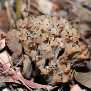 Clavulina vinaceocervina at ANBG - 4 Jun 2024