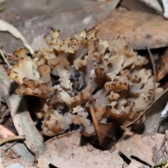 Clavulina vinaceocervina at ANBG - 4 Jun 2024