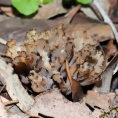 Clavulina vinaceocervina at ANBG - 4 Jun 2024