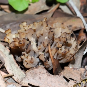 Clavulina vinaceocervina at ANBG - 4 Jun 2024 01:44 PM